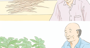 From Seedling to Superstar: The Long and Winding Road to Ginseng Cultivation